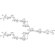 Neu5Gcα(2-6) N-Glycan 2AB (500pmol/vial) >95.0%(HPLC)