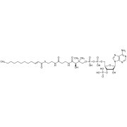 2-trans-Dodecenoyl-Co A >86.0%(HPLC) - CAS 1066-12-2